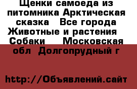 Щенки самоеда из питомника Арктическая сказка - Все города Животные и растения » Собаки   . Московская обл.,Долгопрудный г.